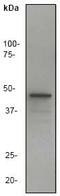 Aurora Kinase A antibody, ab52973, Abcam, Western Blot image 