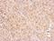 Misshapen Like Kinase 1 antibody, NBP1-32766, Novus Biologicals, Immunohistochemistry paraffin image 