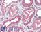 Fibroblast Growth Factor 23 antibody, LS-B15417, Lifespan Biosciences, Immunohistochemistry paraffin image 