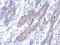 KAT8 Regulatory NSL Complex Subunit 2 antibody, GTX119816, GeneTex, Immunohistochemistry paraffin image 