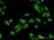 TRAF3 Interacting Protein 2 antibody, H00010758-M01, Novus Biologicals, Immunofluorescence image 