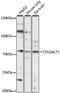 Collagen Beta(1-O)Galactosyltransferase 1 antibody, 16-661, ProSci, Western Blot image 