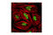 Minichromosome Maintenance Complex Component 2 antibody, 4007S, Cell Signaling Technology, Immunocytochemistry image 