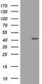 Paired Box 5 antibody, TA801884BM, Origene, Western Blot image 