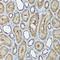 Frataxin antibody, GTX54036, GeneTex, Immunohistochemistry paraffin image 