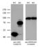 Argininosuccinate Synthase 1 antibody, LS-C791935, Lifespan Biosciences, Western Blot image 