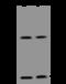 Cytidine deaminase antibody, 205453-T40, Sino Biological, Western Blot image 