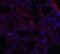 Major Facilitator Superfamily Domain Containing 2A antibody, 6025, ProSci, Immunofluorescence image 