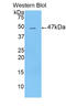 Leucine Rich Alpha-2-Glycoprotein 1 antibody, LS-C295123, Lifespan Biosciences, Western Blot image 
