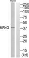 MFNG O-Fucosylpeptide 3-Beta-N-Acetylglucosaminyltransferase antibody, abx014260, Abbexa, Western Blot image 