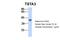 Tissue Specific Transplantation Antigen P35B antibody, PA5-44924, Invitrogen Antibodies, Western Blot image 