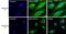 Tubulin antibody, MA5-16308, Invitrogen Antibodies, Immunofluorescence image 