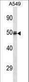 Hemogen antibody, LS-C159820, Lifespan Biosciences, Western Blot image 
