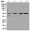 Actin Like 6A antibody, ab131272, Abcam, Western Blot image 