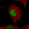 POU Class 3 Homeobox 2 antibody, AMAb91406, Atlas Antibodies, Immunofluorescence image 