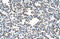 CDKN1A Interacting Zinc Finger Protein 1 antibody, 28-978, ProSci, Immunohistochemistry frozen image 