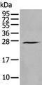 Heart And Neural Crest Derivatives Expressed 1 antibody, PA5-67623, Invitrogen Antibodies, Western Blot image 