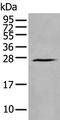 Heart And Neural Crest Derivatives Expressed 1 antibody, PA5-67623, Invitrogen Antibodies, Western Blot image 