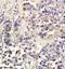 Transforming growth factor beta-2 antibody, GTX37528, GeneTex, Immunohistochemistry paraffin image 