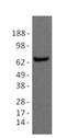 ZBTB7A antibody, 14-3309-80, Invitrogen Antibodies, Western Blot image 