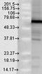 Putative endoplasmin-like protein antibody, orb67381, Biorbyt, Western Blot image 