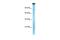 TATA-Box Binding Protein Associated Factor 1 antibody, PA5-40548, Invitrogen Antibodies, Western Blot image 