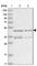 Zinc Finger Protein 641 antibody, HPA035189, Atlas Antibodies, Western Blot image 