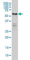 YY1 Transcription Factor antibody, LS-B5551, Lifespan Biosciences, Western Blot image 