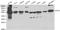 Protein Disulfide Isomerase Family A Member 3 antibody, LS-C192360, Lifespan Biosciences, Western Blot image 