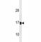 p21 antibody, F52199-0.4ML, NSJ Bioreagents, Western Blot image 