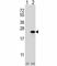 Claudin 1 antibody, F49579-0.4ML, NSJ Bioreagents, Western Blot image 
