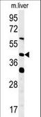 Mitochondrial Elongation Factor 1 antibody, LS-C161314, Lifespan Biosciences, Western Blot image 