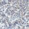 TNF Superfamily Member 14 antibody, RF16062, ProSci, Immunohistochemistry frozen image 