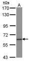 Zinc Finger Protein 37A antibody, GTX115024, GeneTex, Western Blot image 