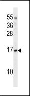 Elongin C antibody, LS-C161764, Lifespan Biosciences, Western Blot image 