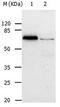 ATP Binding Cassette Subfamily B Member 8 antibody, PA5-49697, Invitrogen Antibodies, Western Blot image 