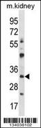 General Transcription Factor IIB antibody, 57-669, ProSci, Western Blot image 