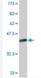 Nucleophosmin/Nucleoplasmin 3 antibody, H00010360-M02, Novus Biologicals, Western Blot image 