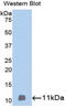 Probetacellulin antibody, LS-C298292, Lifespan Biosciences, Western Blot image 