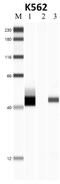 Nucleophosmin 1 antibody, 32-5200, Invitrogen Antibodies, Immunoprecipitation image 