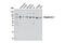 Oligophrenin 1 antibody, 11939S, Cell Signaling Technology, Western Blot image 