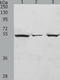 Transcription Factor 7 antibody, TA322888, Origene, Western Blot image 