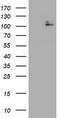 c-Kit antibody, LS-C797892, Lifespan Biosciences, Western Blot image 