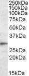 Triggering Receptor Expressed On Myeloid Cells 2 antibody, LS-C108118, Lifespan Biosciences, Western Blot image 