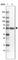 Enah/Vasp-Like antibody, HPA019536, Atlas Antibodies, Western Blot image 