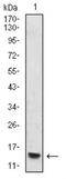 Histone Cluster 4 H4 antibody, NBP2-52486, Novus Biologicals, Western Blot image 