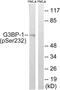 G3BP Stress Granule Assembly Factor 1 antibody, LS-C117360, Lifespan Biosciences, Western Blot image 