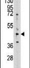 Adenosylhomocysteinase antibody, PA5-12311, Invitrogen Antibodies, Western Blot image 