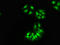 Histone Acetyltransferase 1 antibody, LS-C678181, Lifespan Biosciences, Immunofluorescence image 