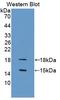 Growth Differentiation Factor 3 antibody, LS-C372905, Lifespan Biosciences, Western Blot image 